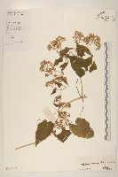 小花蔓澤蘭藏品圖，第1張