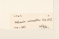 小花蔓澤蘭藏品圖，第3張