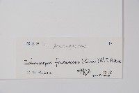 腰骨藤藏品圖，第2張