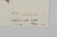 南華南蛇藤，青江藤藏品圖，第3張