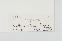 蒼耳藏品圖，第3張