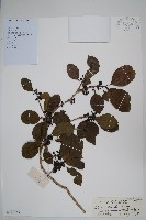 細果鐵冬青藏品圖，第1張