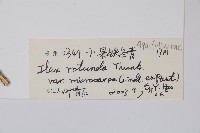 細果鐵冬青藏品圖，第2張