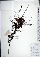 大葉山螞蝗藏品圖，第1張