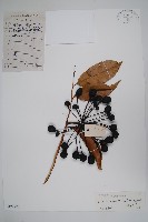 光葉紫玉盤藏品圖，第1張