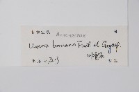 光葉紫玉盤藏品圖，第2張