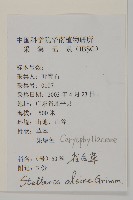 雀舌草藏品圖，第2張