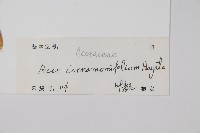 樟葉槭藏品圖，第2張