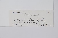 京梨獼猴桃藏品圖，第2張