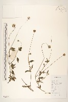 長柄菊藏品圖，第1張