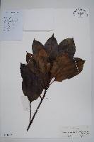 臺灣樹參藏品圖，第1張