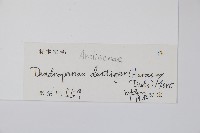 臺灣樹參藏品圖，第2張