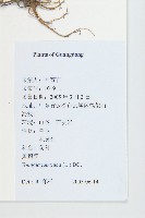 黃鵪菜藏品圖，第2張