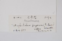 長苞藍藏品圖，第2張