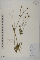 大花咸豐草藏品圖，第1張