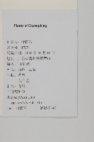 大花咸豐草藏品圖，第2張