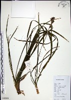 麥門冬藏品圖，第1張