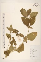 金腰箭藏品圖，第1張