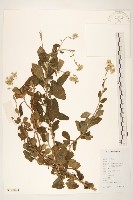 一枝香藏品圖，第1張