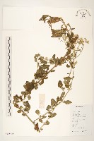 一枝香藏品圖，第1張