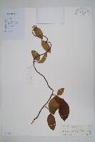 登錄號:S128832藏品圖，第1張