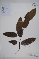 登錄號:S128844藏品圖，第1張