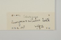 亮葉衛矛、中華衛矛藏品圖，第3張