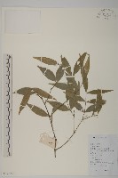 登錄號:S128847藏品圖，第1張