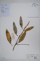 登錄號:S128850藏品圖，第1張