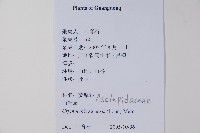 隱鱗藤藏品圖，第2張