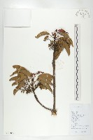 薯豆藏品圖，第1張