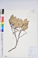 紅脈珍珠花藏品圖，第1張