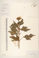 王爺葵、五瓜金英藏品圖，第1張