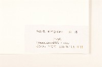 王爺葵、五瓜金英藏品圖，第3張