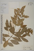 亮葉衛矛、中華衛矛藏品圖，第1張