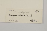 亮葉衛矛、中華衛矛藏品圖，第3張