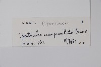 火燄木藏品圖，第2張