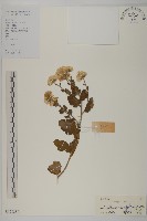 菊花藏品圖，第1張