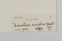 菊花藏品圖，第3張