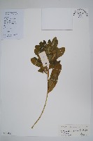 長春花藏品圖，第1張