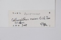 長春花藏品圖，第2張