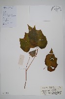 紅孩兒藏品圖，第1張