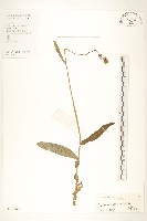 苦苣菜藏品圖，第1張