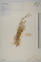 雀舌草藏品圖，第1張