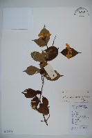 蝶花莢迷藏品圖，第1張