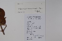 蝶花莢迷藏品圖，第2張