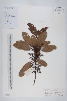 牛耳楓藏品圖，第1張