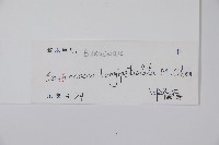 長葉野扇花藏品圖，第2張