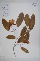 樟葉槭藏品圖，第1張