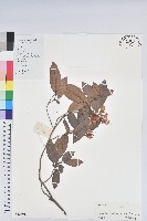 嶺南杜鵑藏品圖，第1張